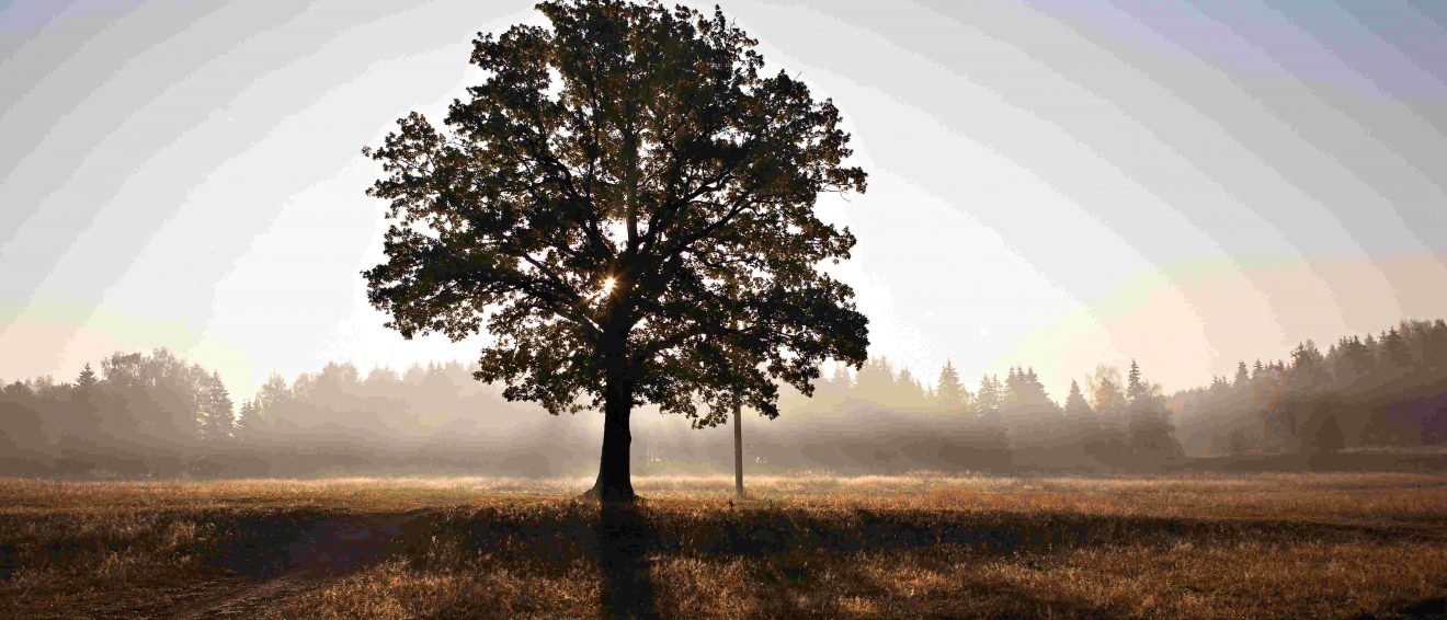 Paisaje árbol